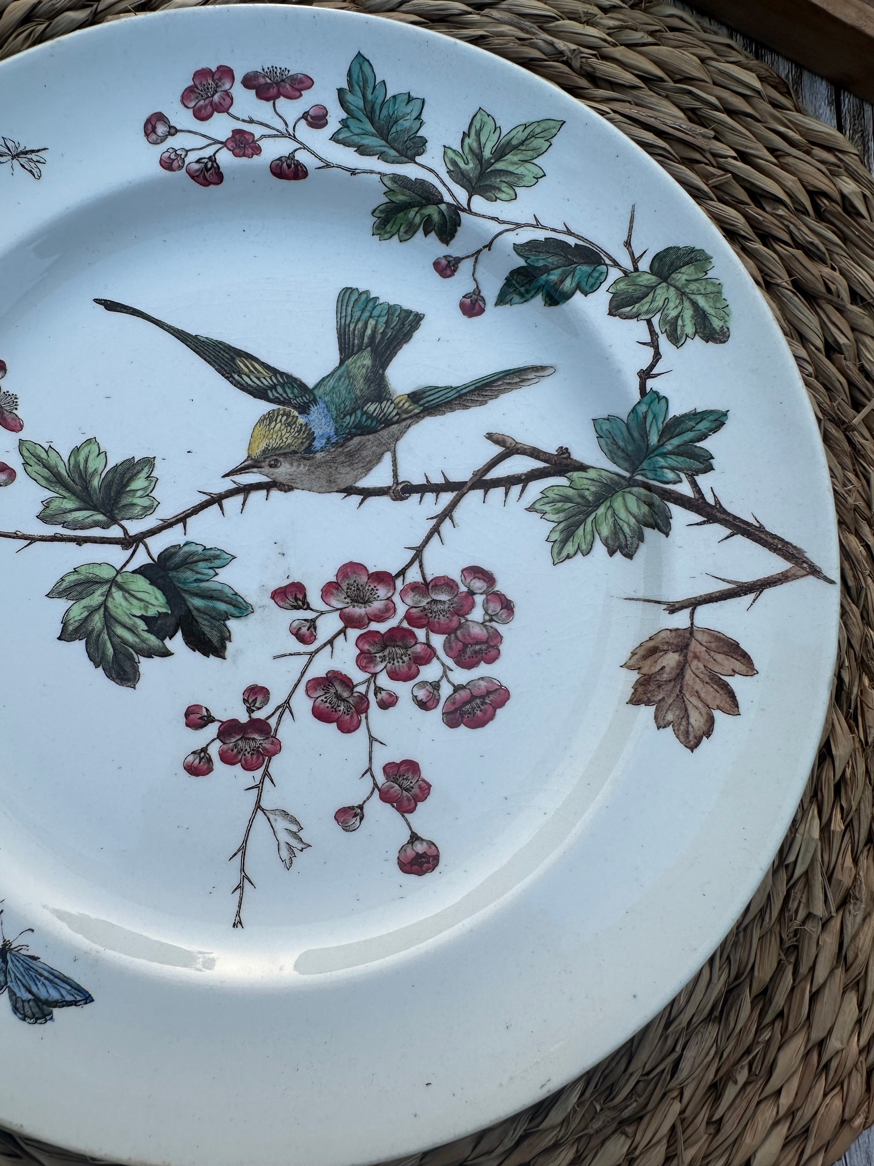 Assiette polychrome John Mortlock - Golden Crested Wren