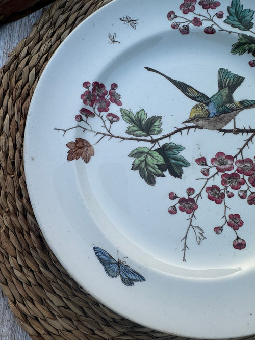 Polychrome Plate John Mortlock - Golden Crested Wren