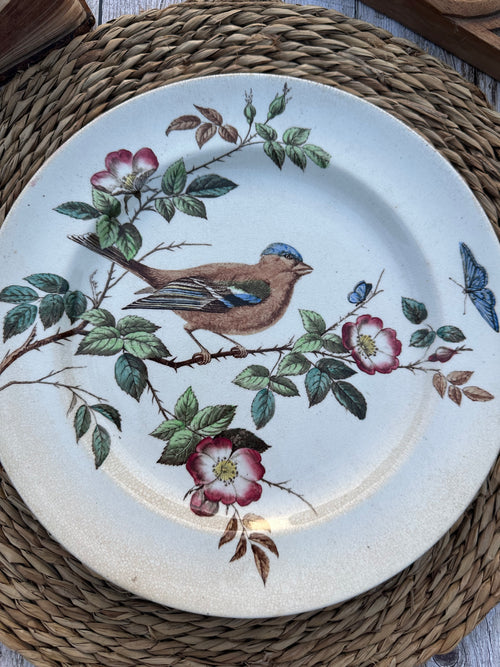 Polychrome plate John Mortlock - Chaffinch